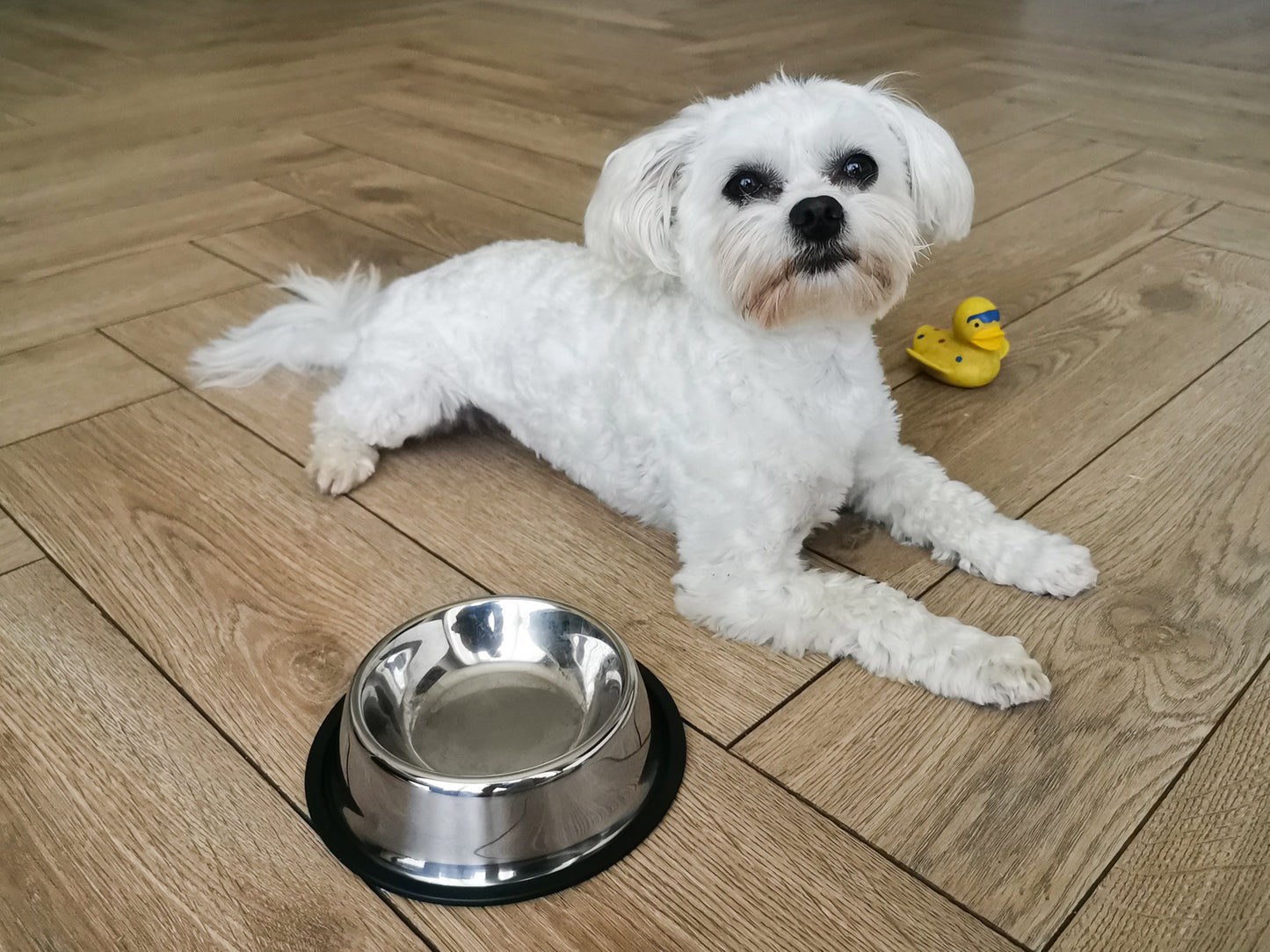 Castron Metalic pentru hranire animale de companie - 29cm